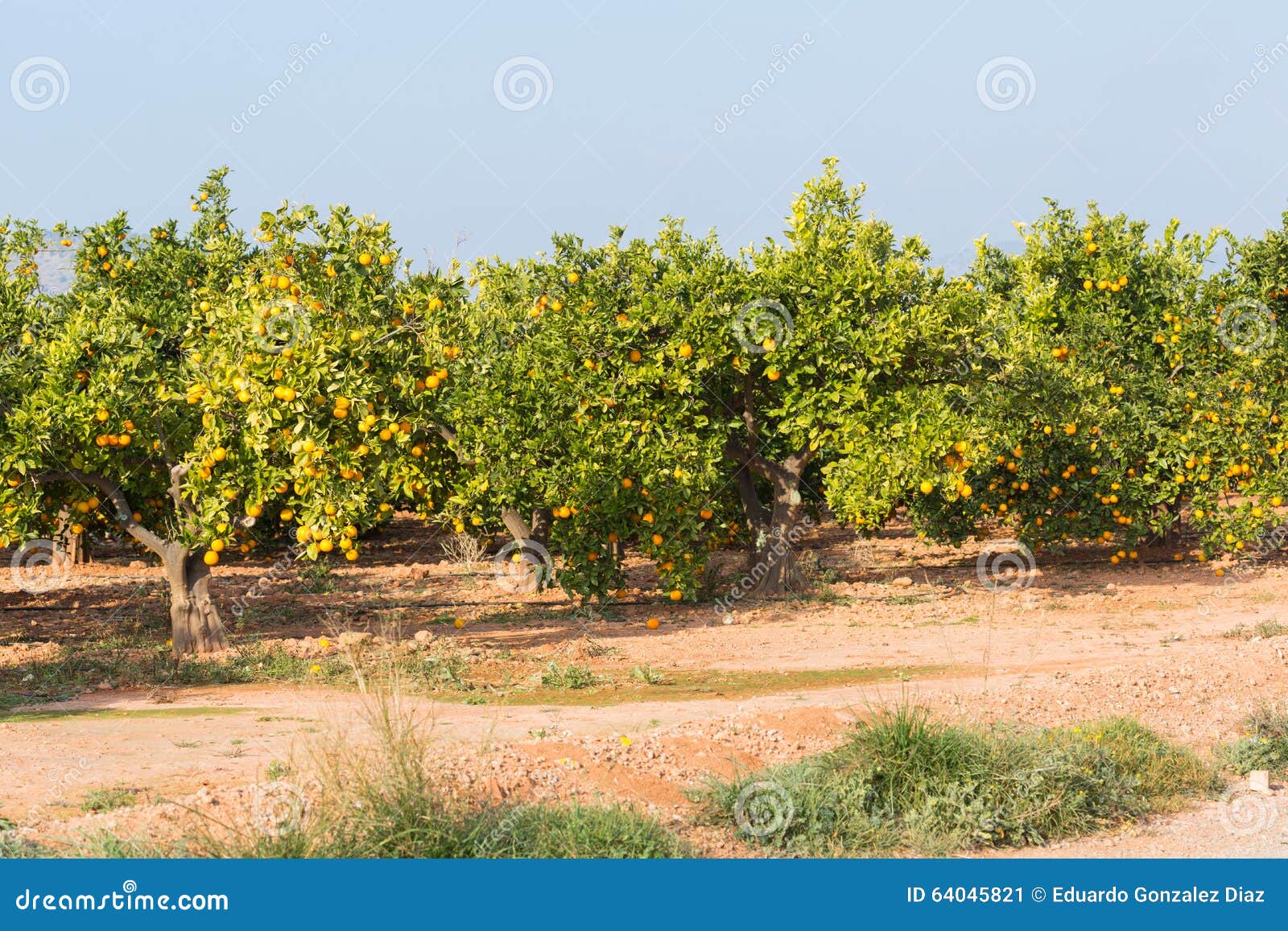 Valencia orange trees stock image. Image of grow, orangefruit 64045821