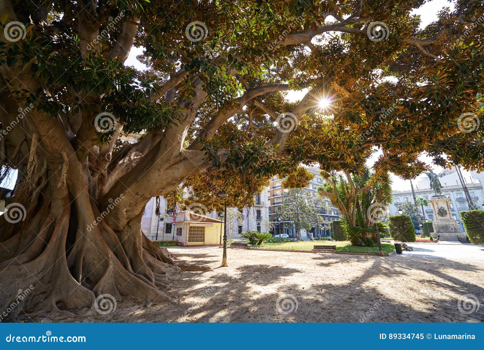 valencia parterre park big ficus tree