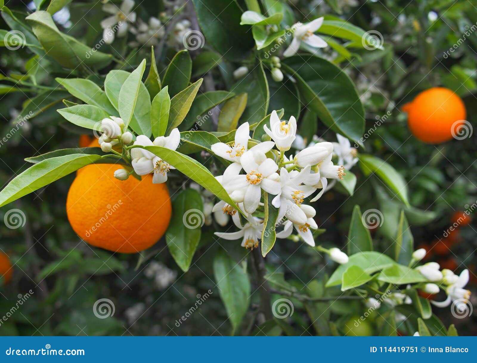 valencian orange and orange blossoms. spain. spring