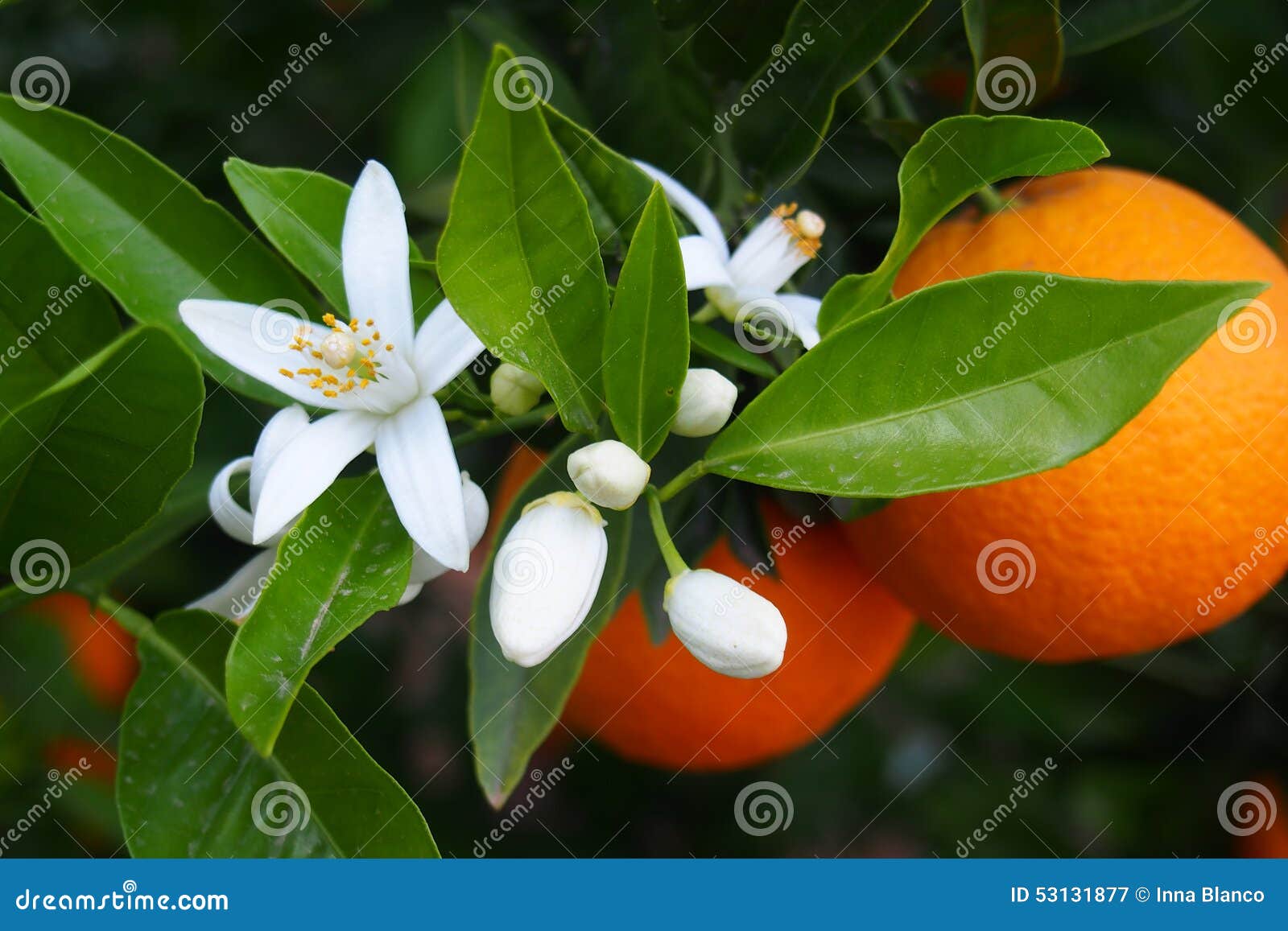 valencian orange and orange blossoms, spain