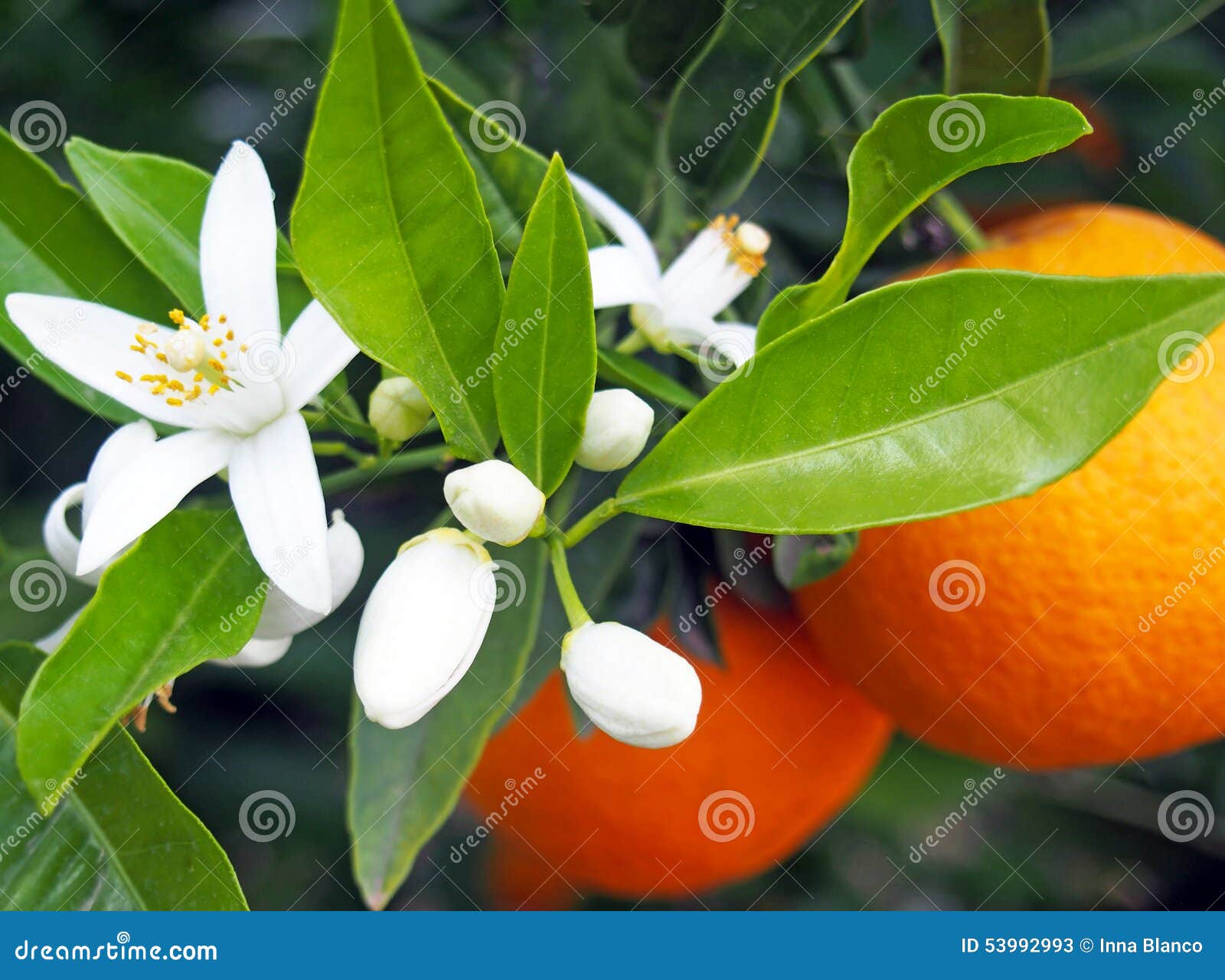 valencian orange and orange blossoms, spain