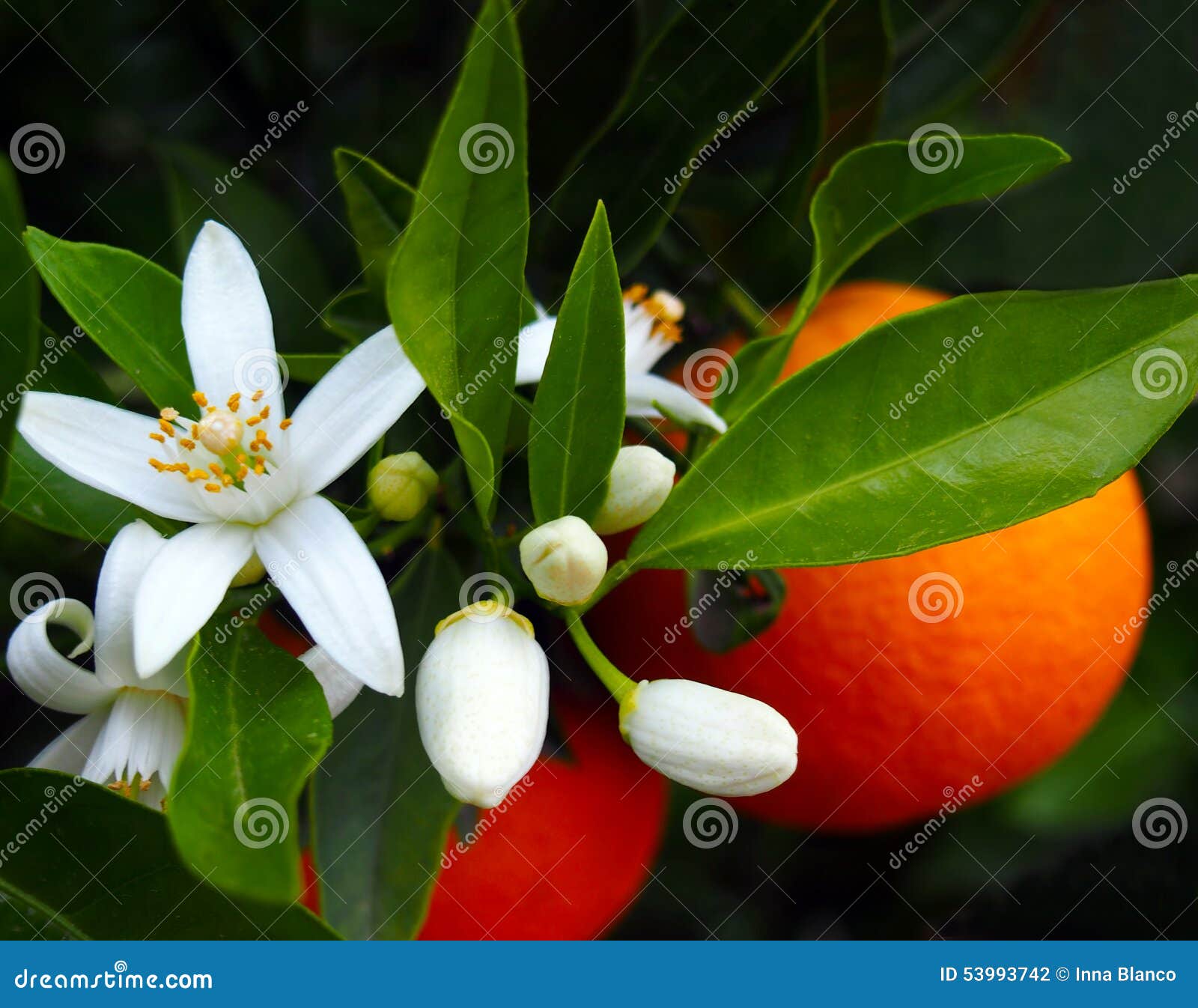 valencian orange and orange blossoms