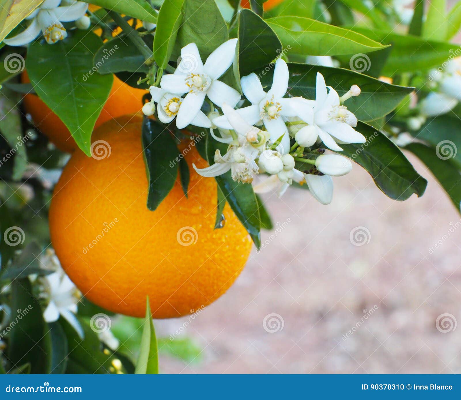 valencian orange and orange blossoms.