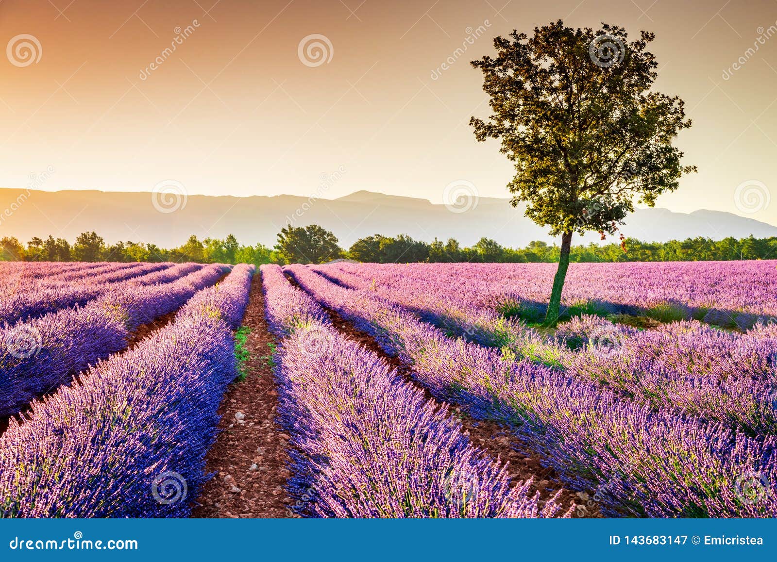 valensole lavender in provence, france