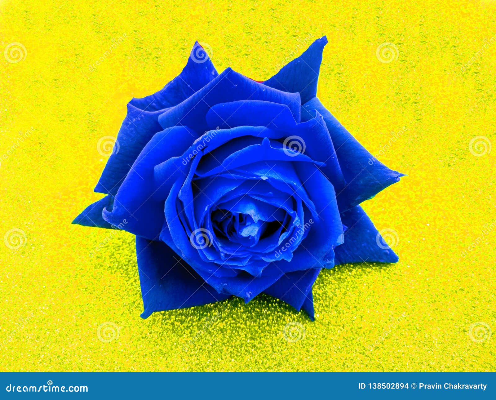 Valentine Blue Rose, Love Concept. Valentine`s Day. Stock Photo - Image