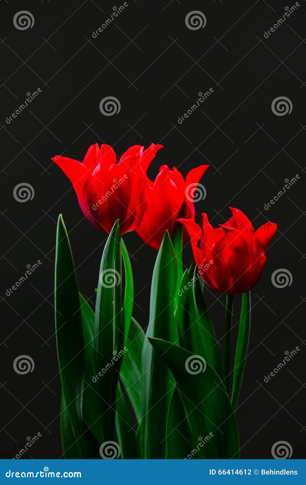 Valentine Day with Red Tulips with Black Background. Stock Photo