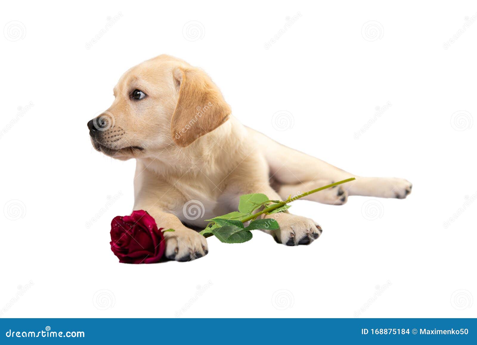 Valentine Dog with Red Rose. Labrador Retriever Puppy Stock Photo ...