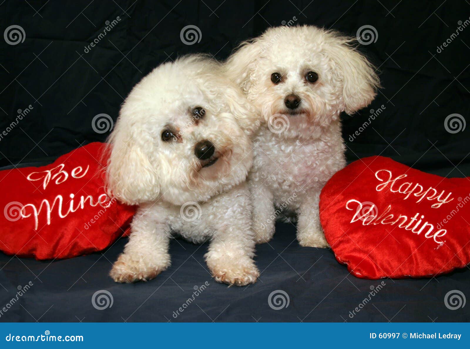 Valentine Dogs stock image. Image of valentine, portrates 60997