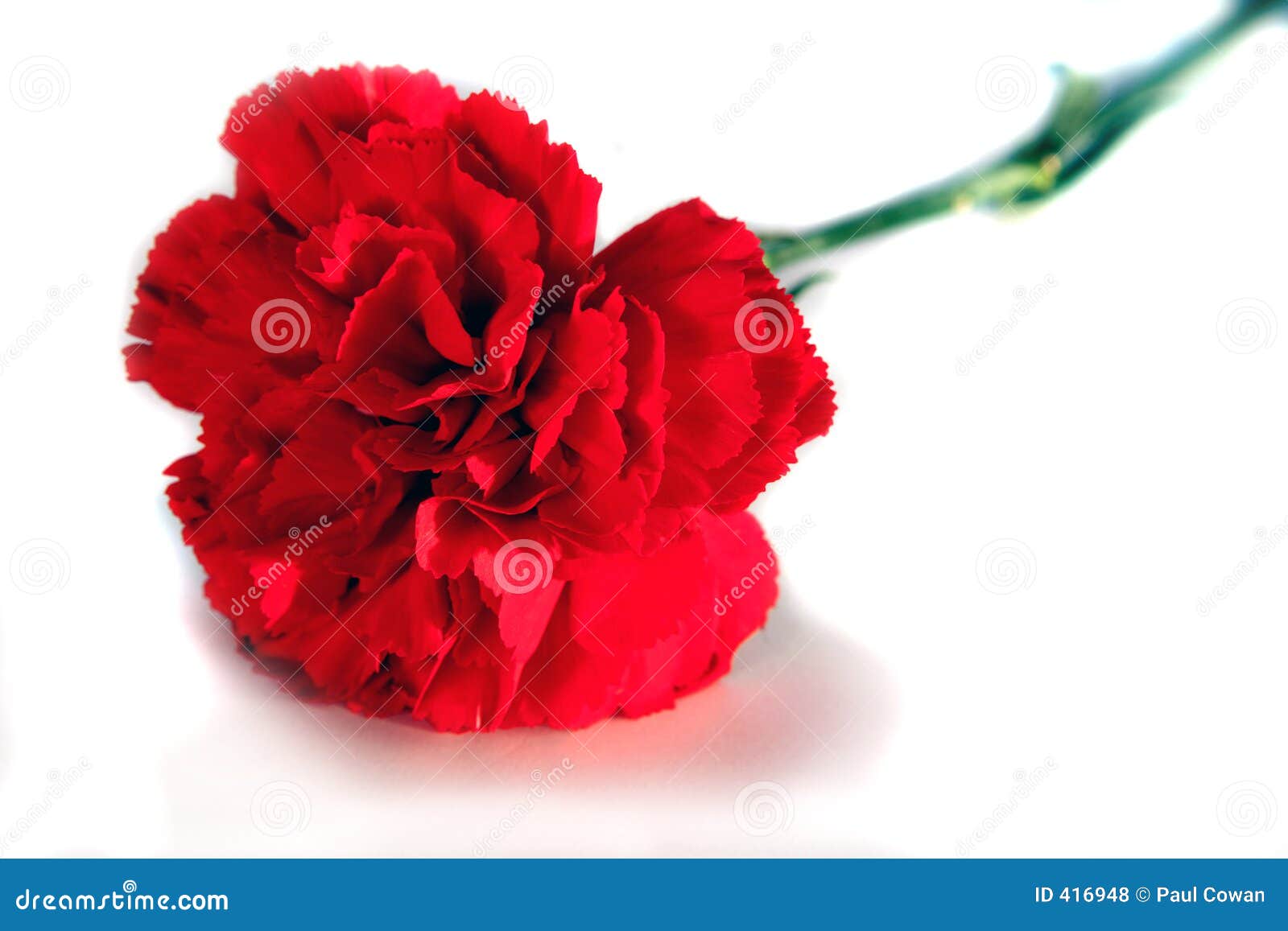 Valentine s carnation stock photo. Image of wedding, gift 416948