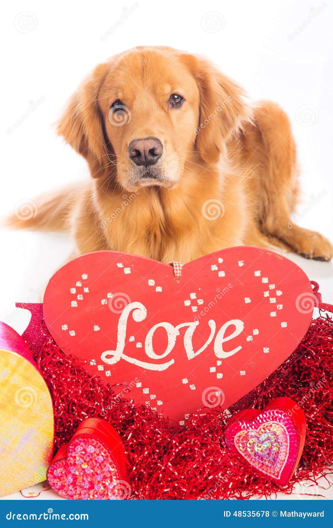 Valentine s Day Dog