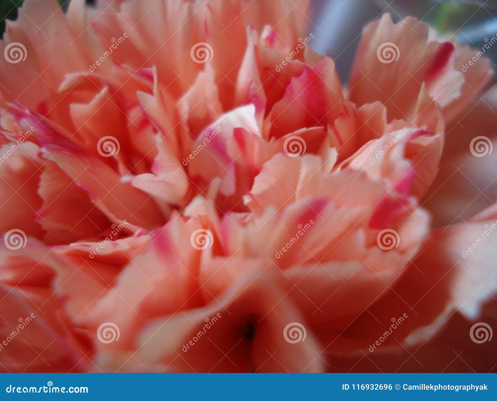 Valentines Peach Carnation stock photo. Image of carnation - 116932696