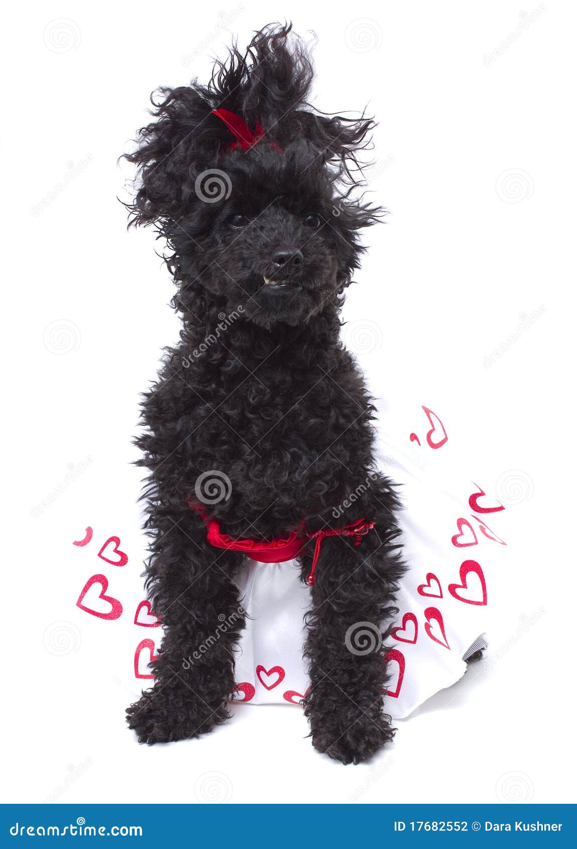 ValentinstagHund stockfoto. Bild von weiß, liebe, schwarzes 17682552