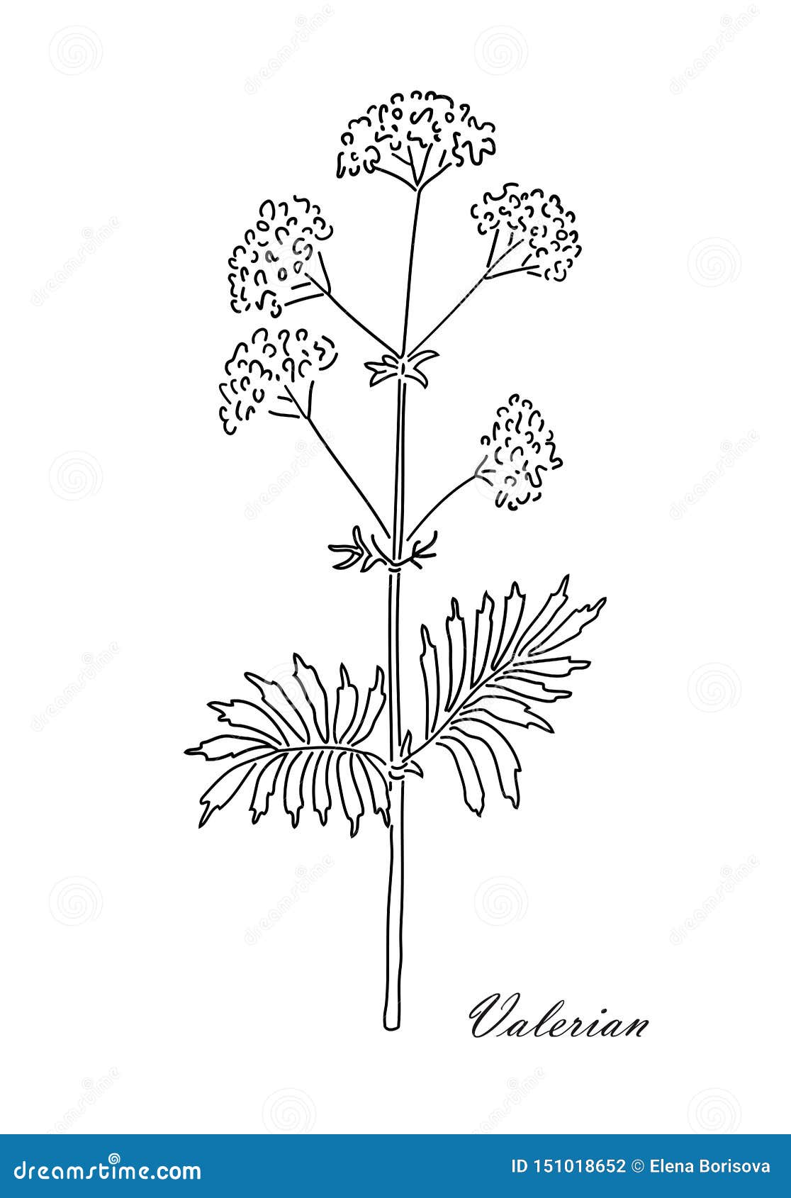 Valerian Herb Isolated on White Background. Line Art Style. Stock ...