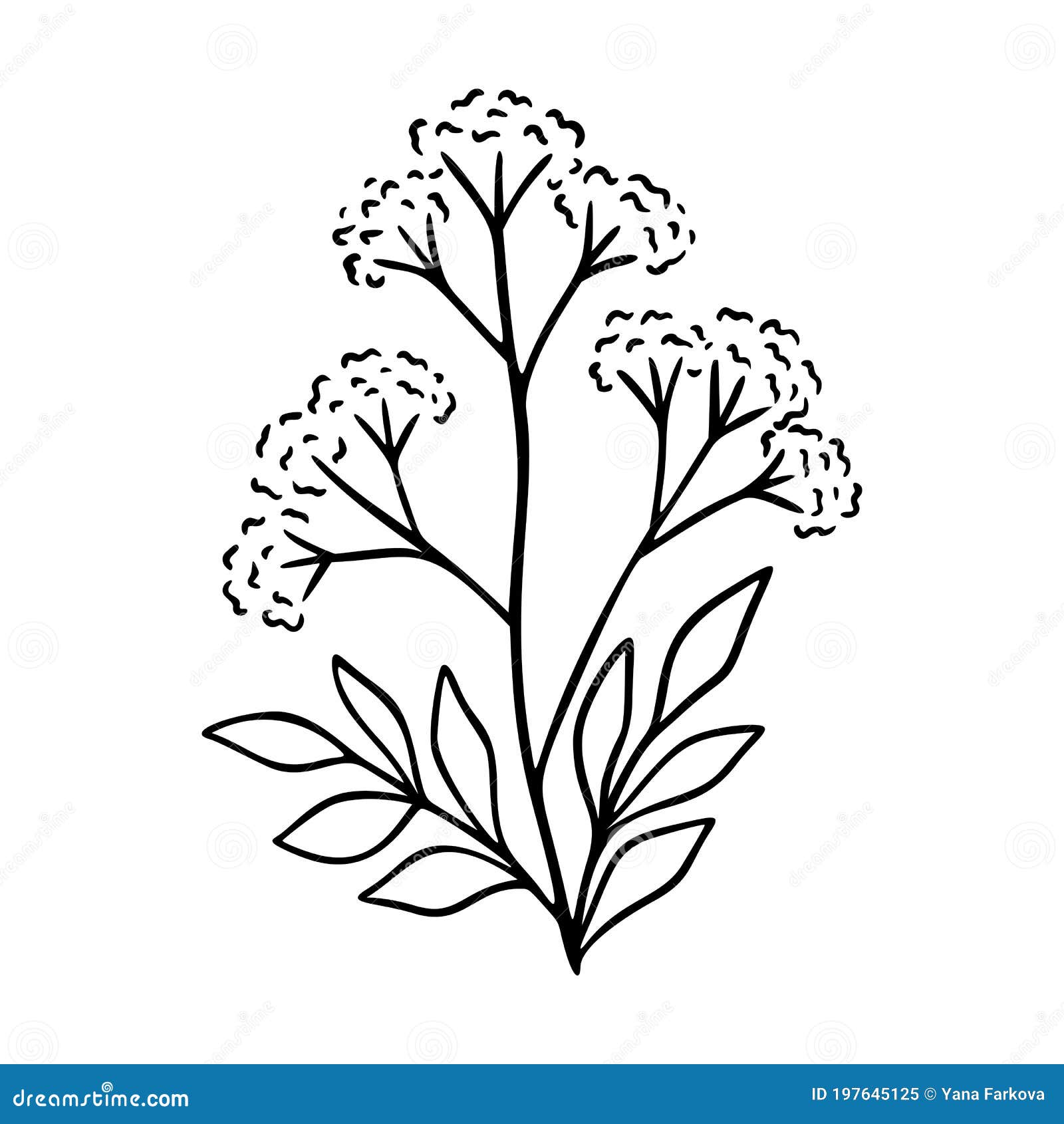 valerian outline hand drawn . herbs doodle botanical icon valerian for logo. modern simple style. 