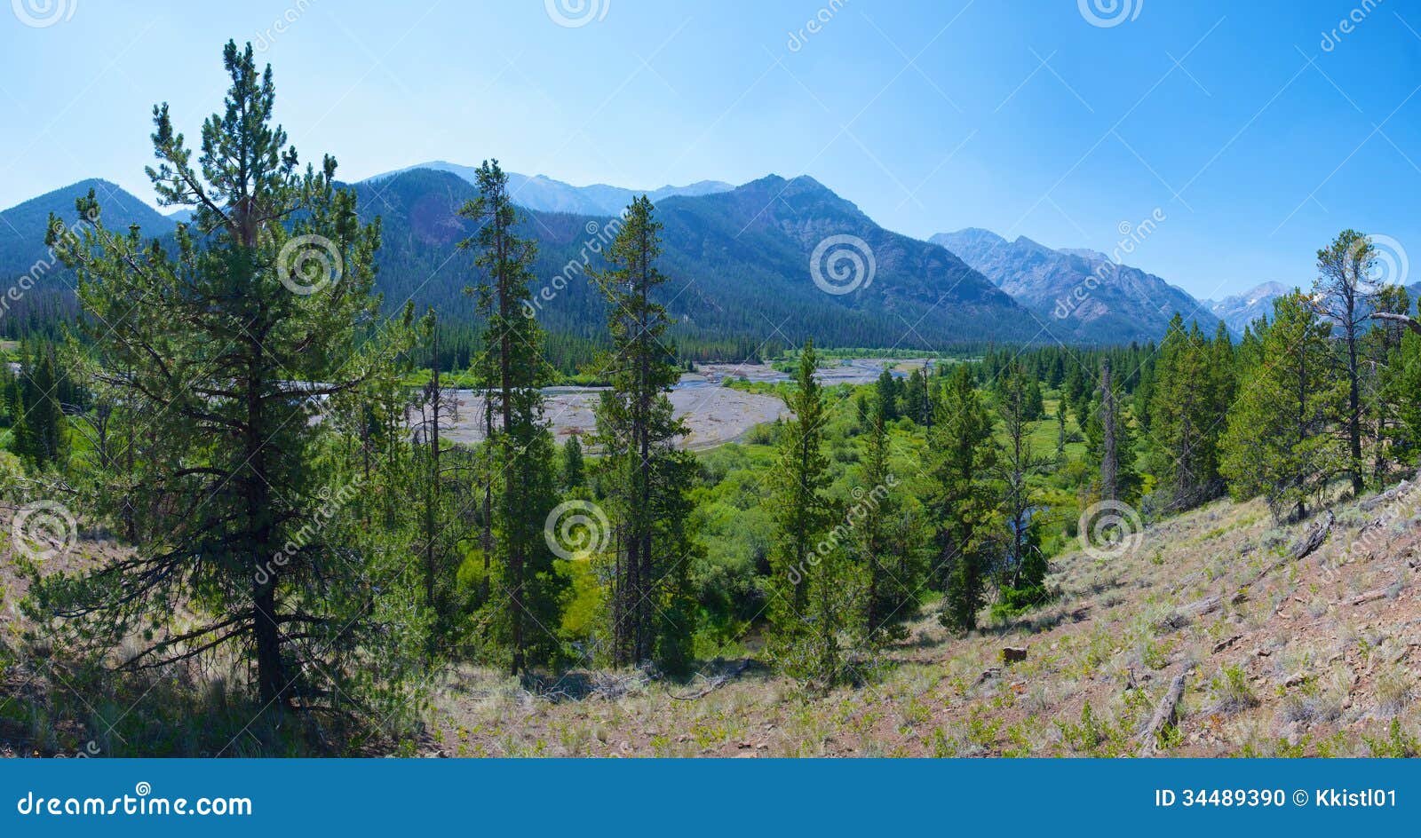 Valle boscosa del Wyoming. I pini riempiono una valle boscosa verde nelle montagne del Wyoming.