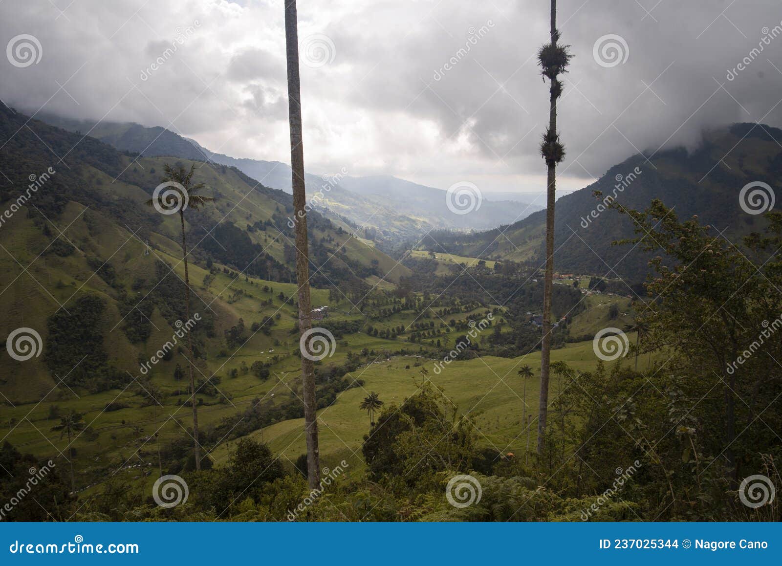 valle de cocora en salento, eje cafetero. colombia