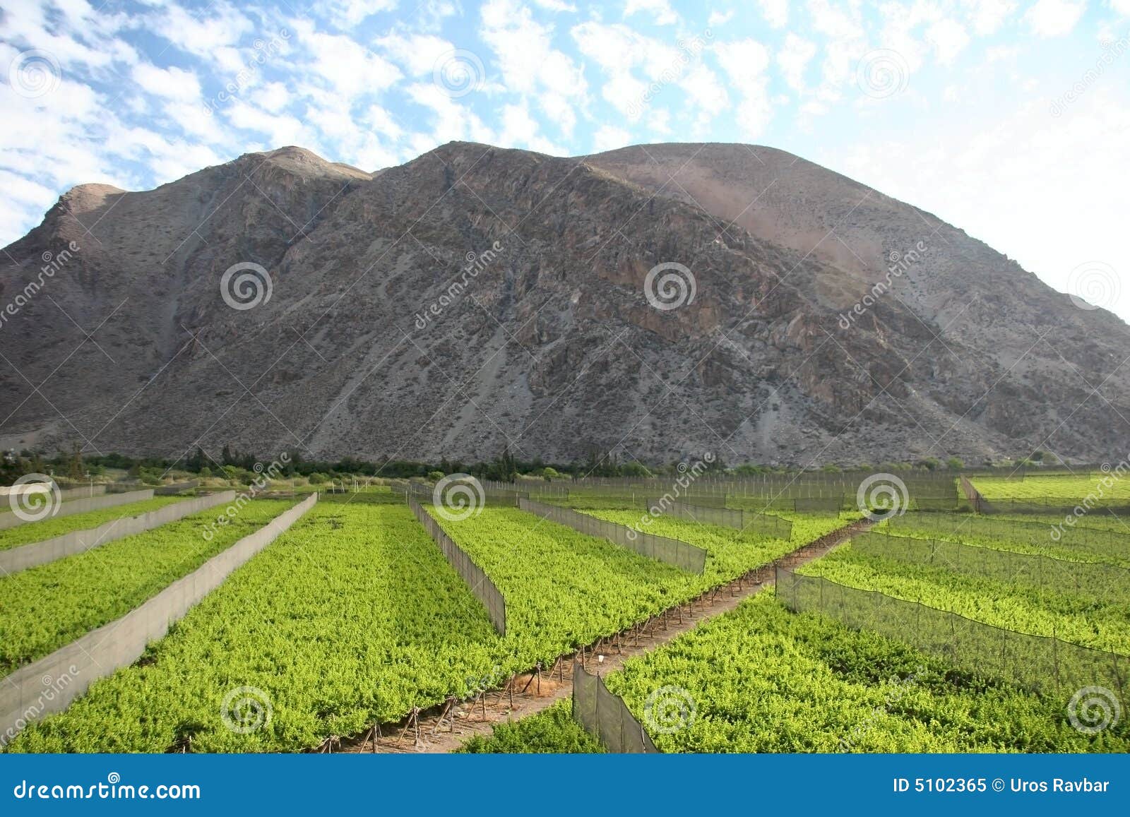 valle del elqui vineyard