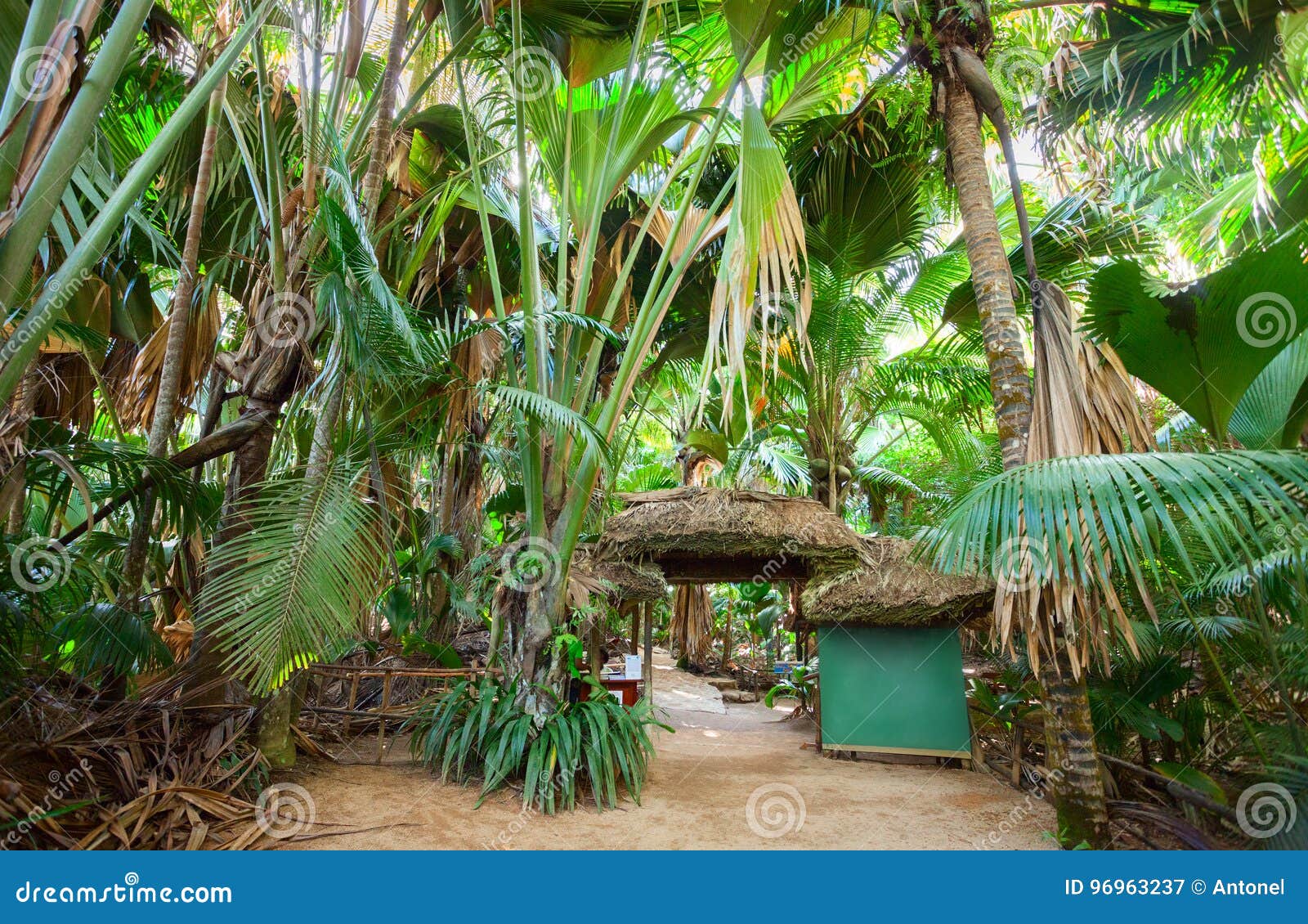 the vallee de mai palm forest may valley, island of praslin, seychelles