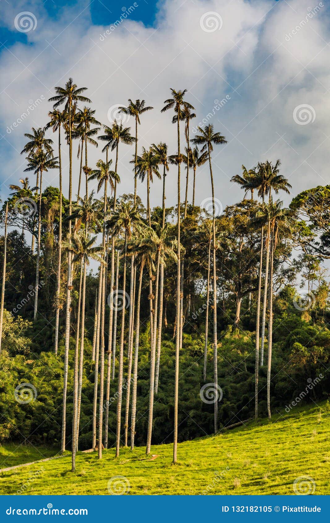 valley cocora salento el bosque de las palmas quindio colombia