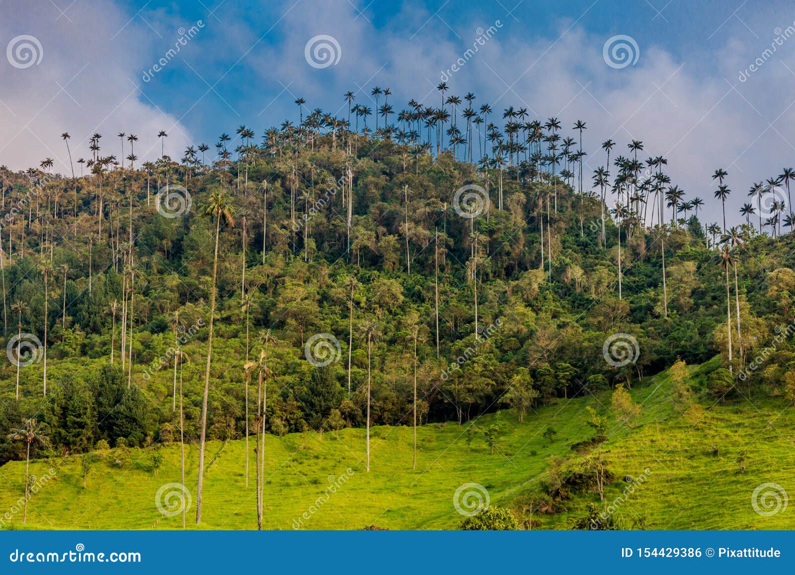 valley cocora salento el bosque de las palmas quindio colombia