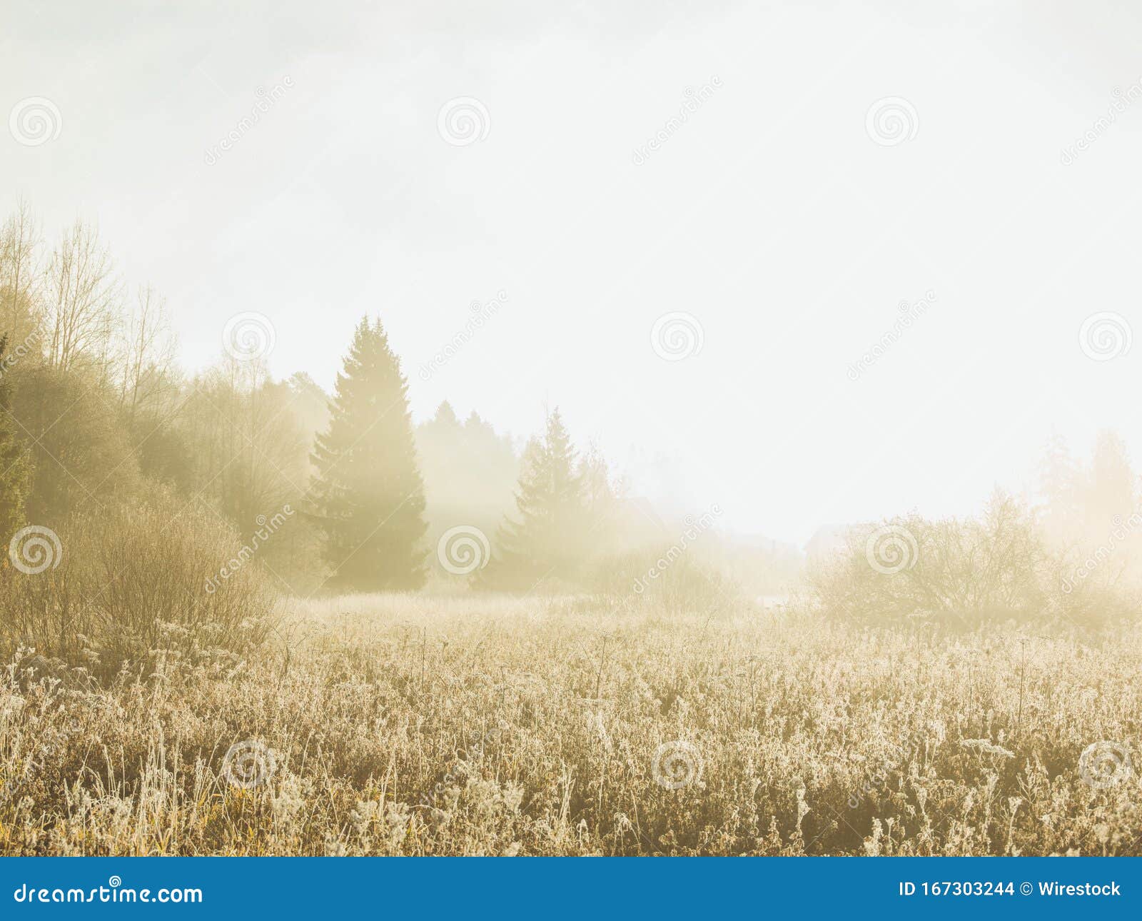 Valley with Dry Wild Grass Covered with the Fog Stock Photo Image of landscape, natural 167303244