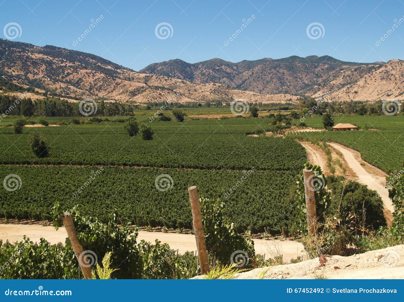 valley full of vineyards, chile, south america