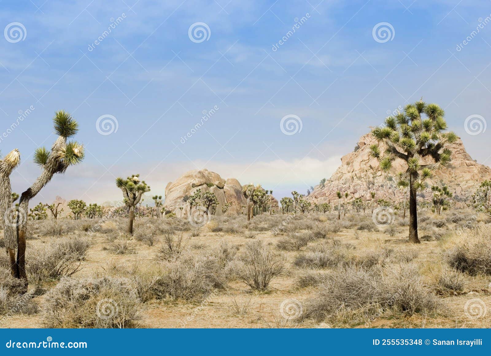 Valley of joshua trees stock photo. Image of plain, flat 255535348
