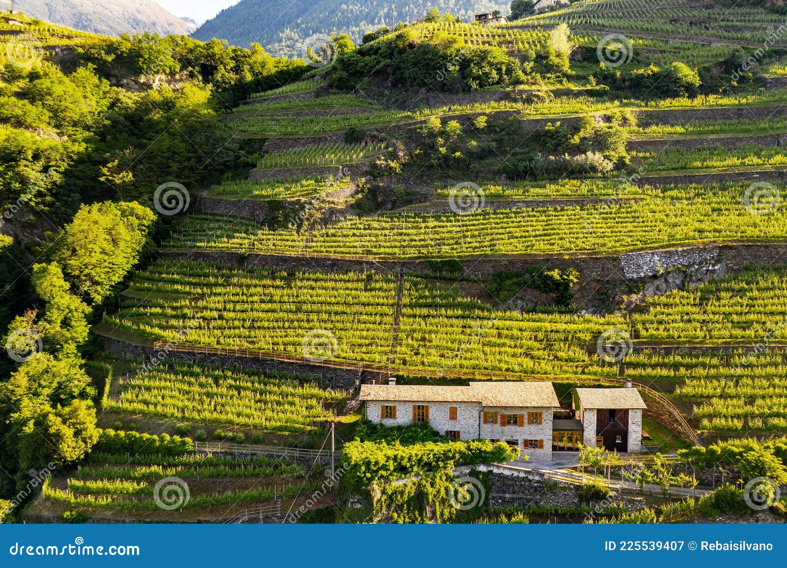 valtellina it, view of vineyards