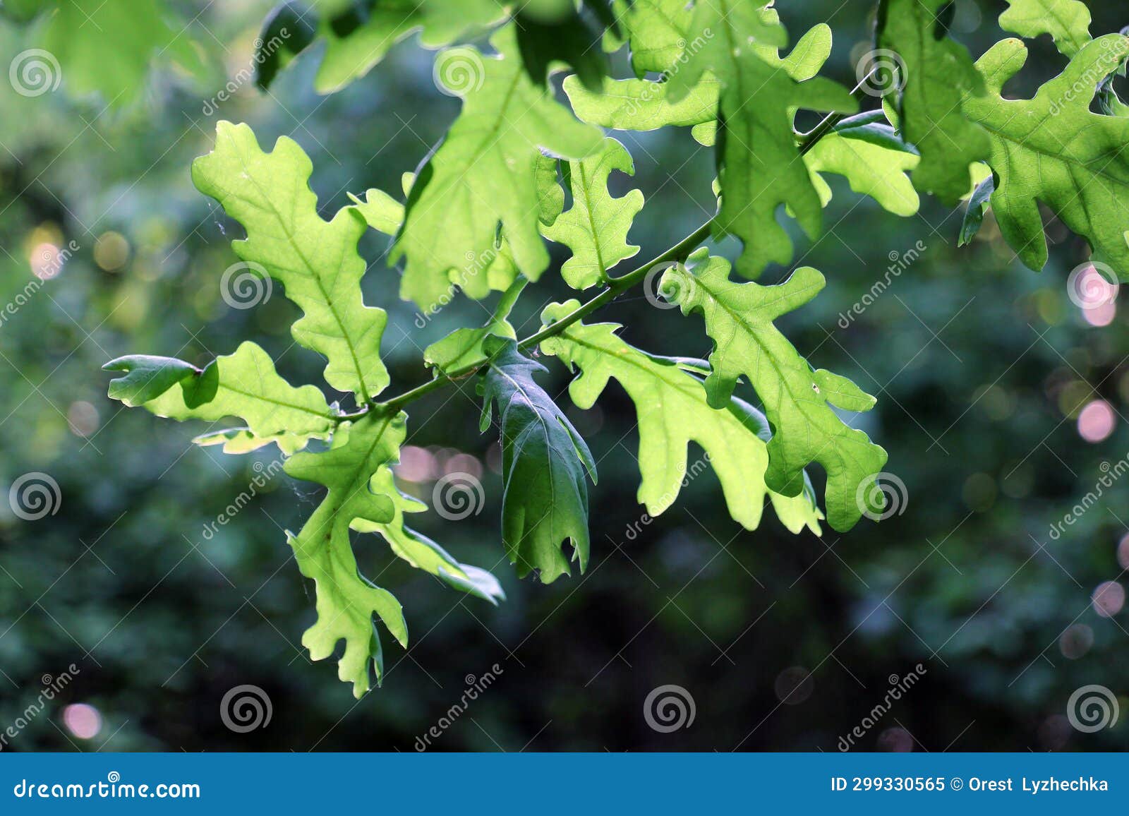 Oak branch with leaves stock image. Image of nature 299330565