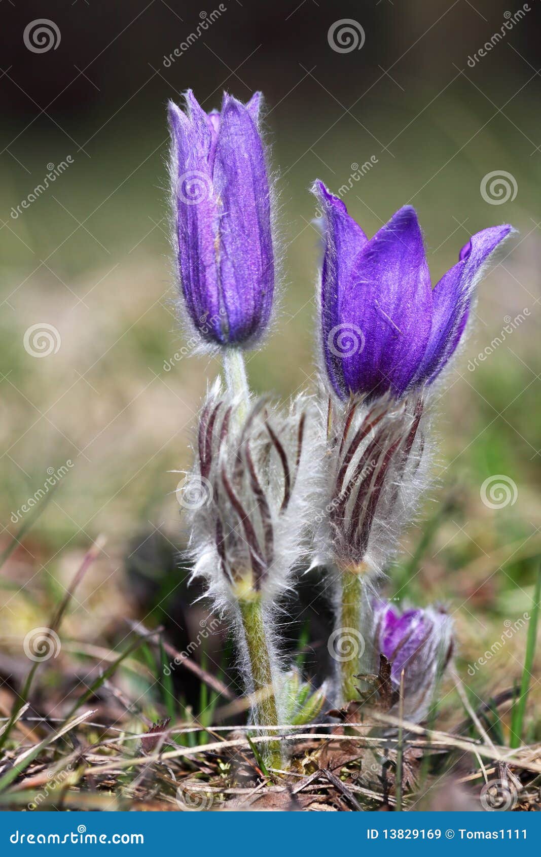 valuable purple flower