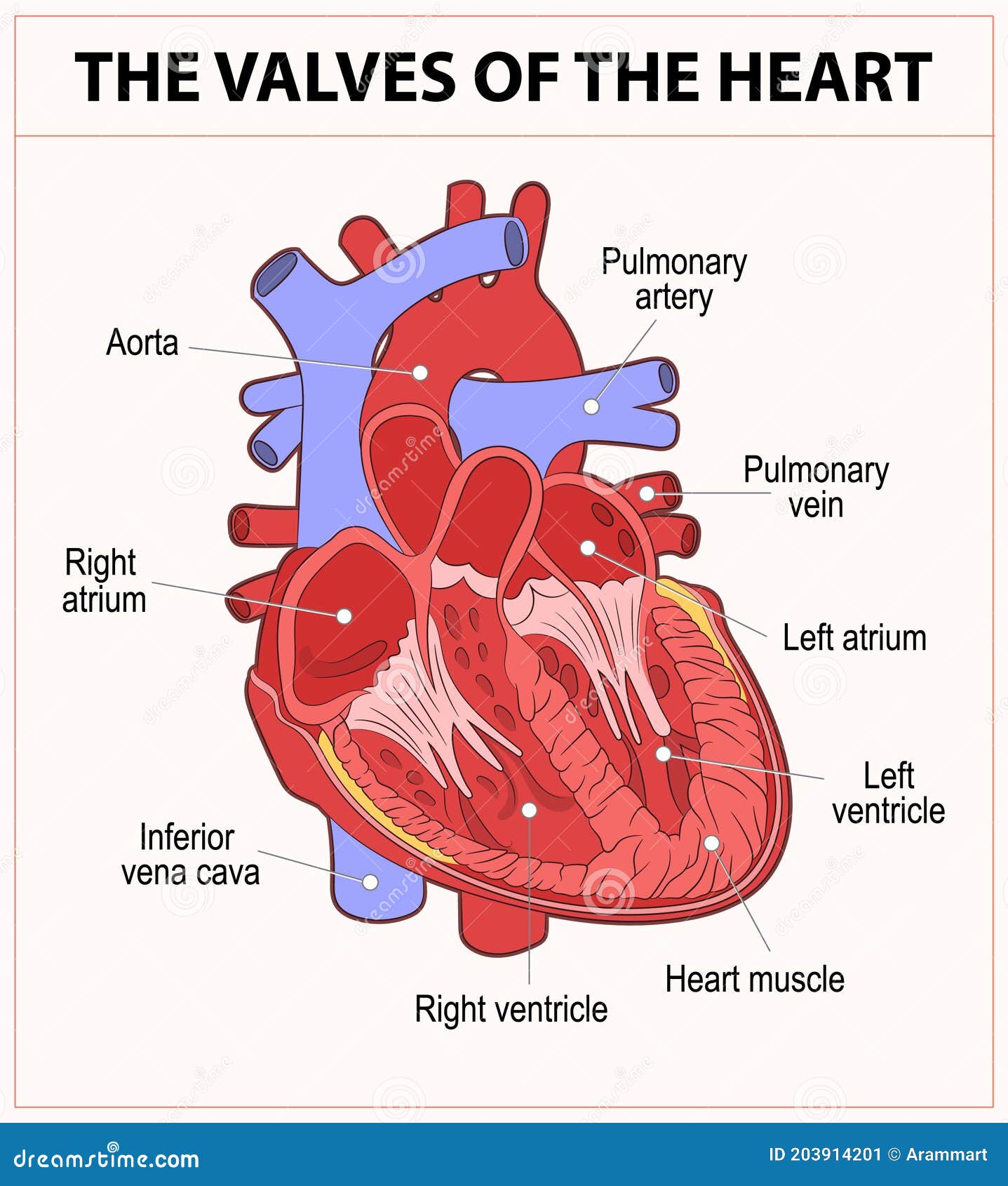 The valves of the heart stock vector. Illustration of medical 203914201