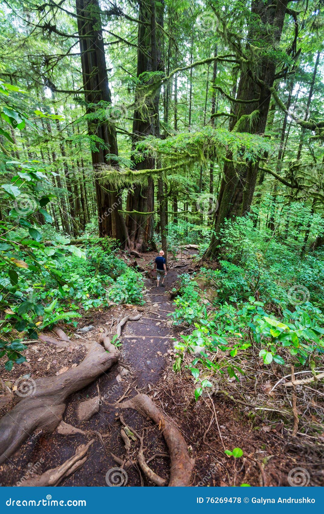 Vancouver forest stock photo. Image of nature, british 76269478