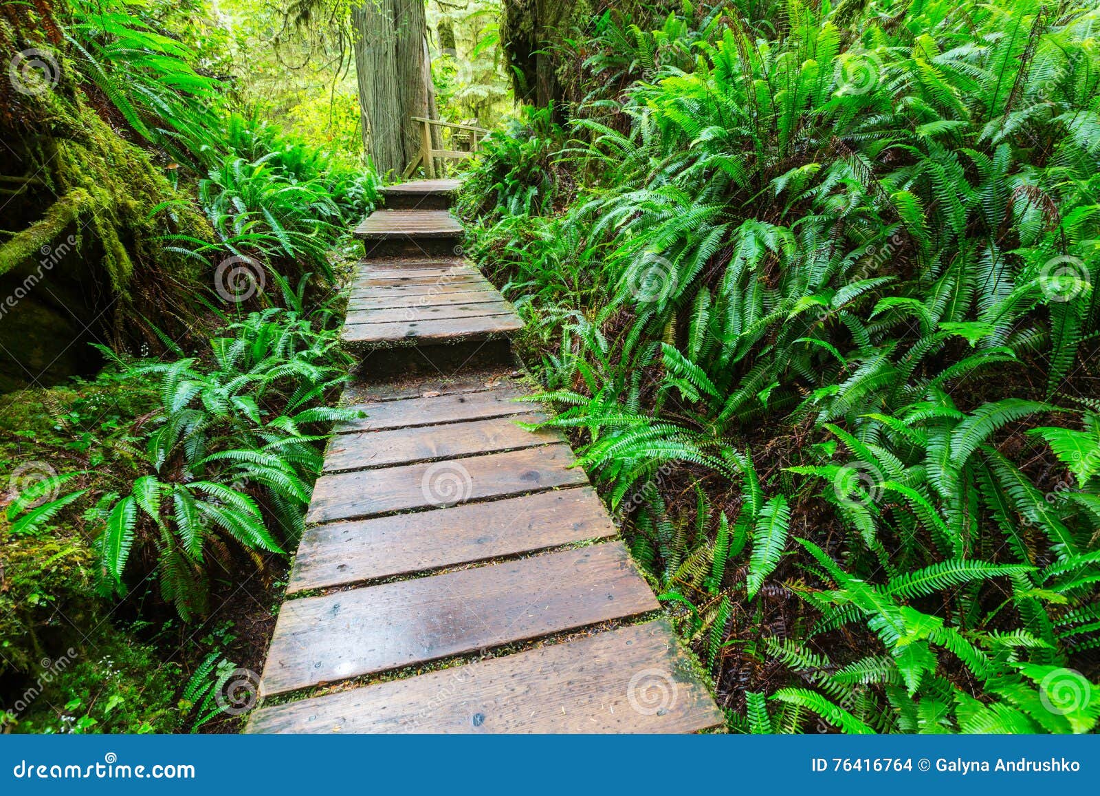 Vancouver forest stock photo. Image of natural, growth 76416764