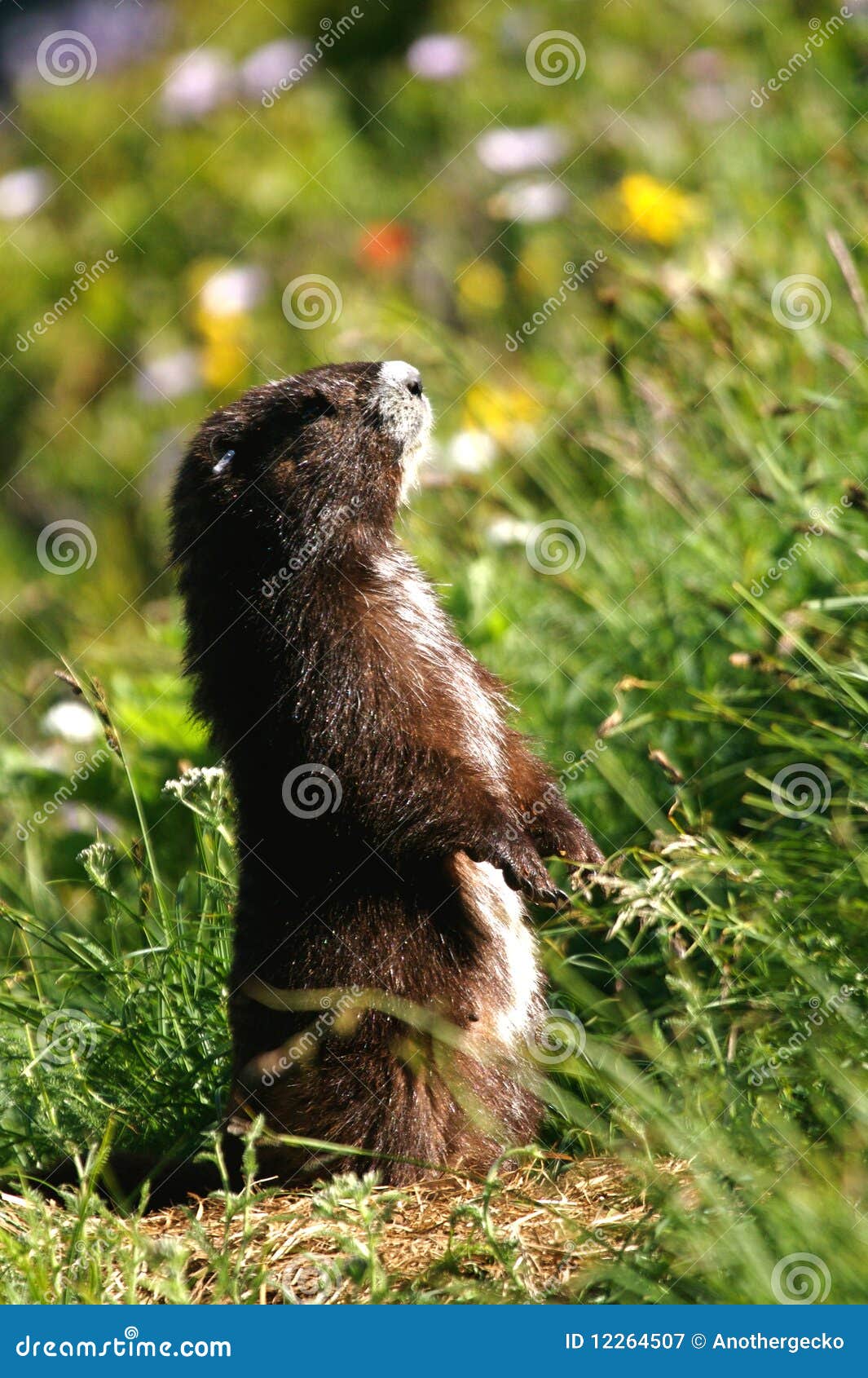 Vancouver Island Marmot Stock Image Image Of Marmot 12264507