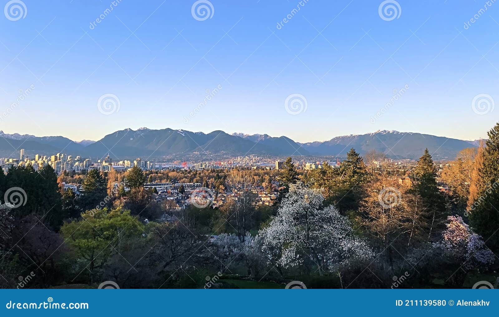 Vancouver Panorama in Spring at Sunset. Blooming Trees in the Park