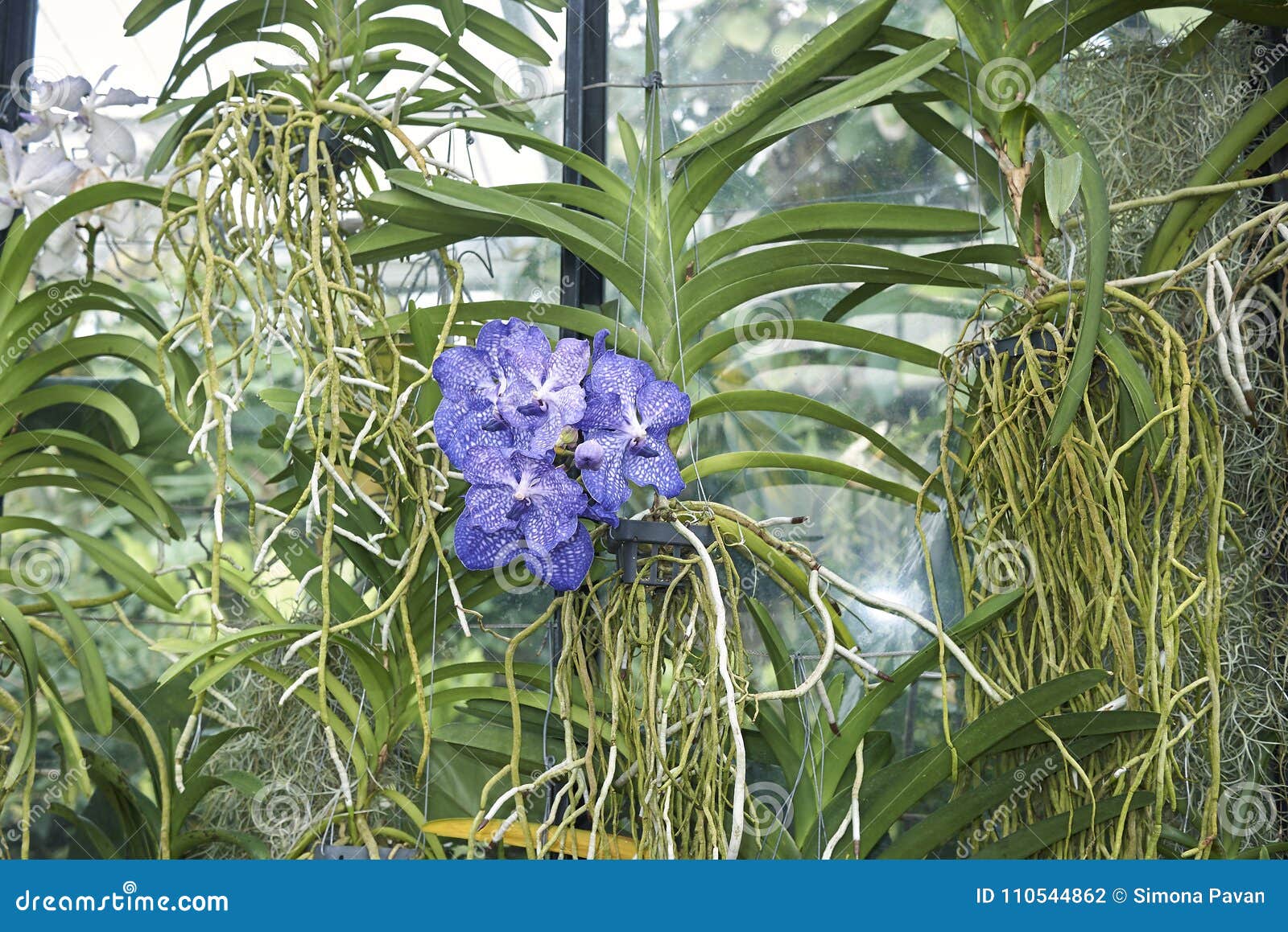 Vanda coerulea orchid stock photo. Image of orchid, ladys - 110544862