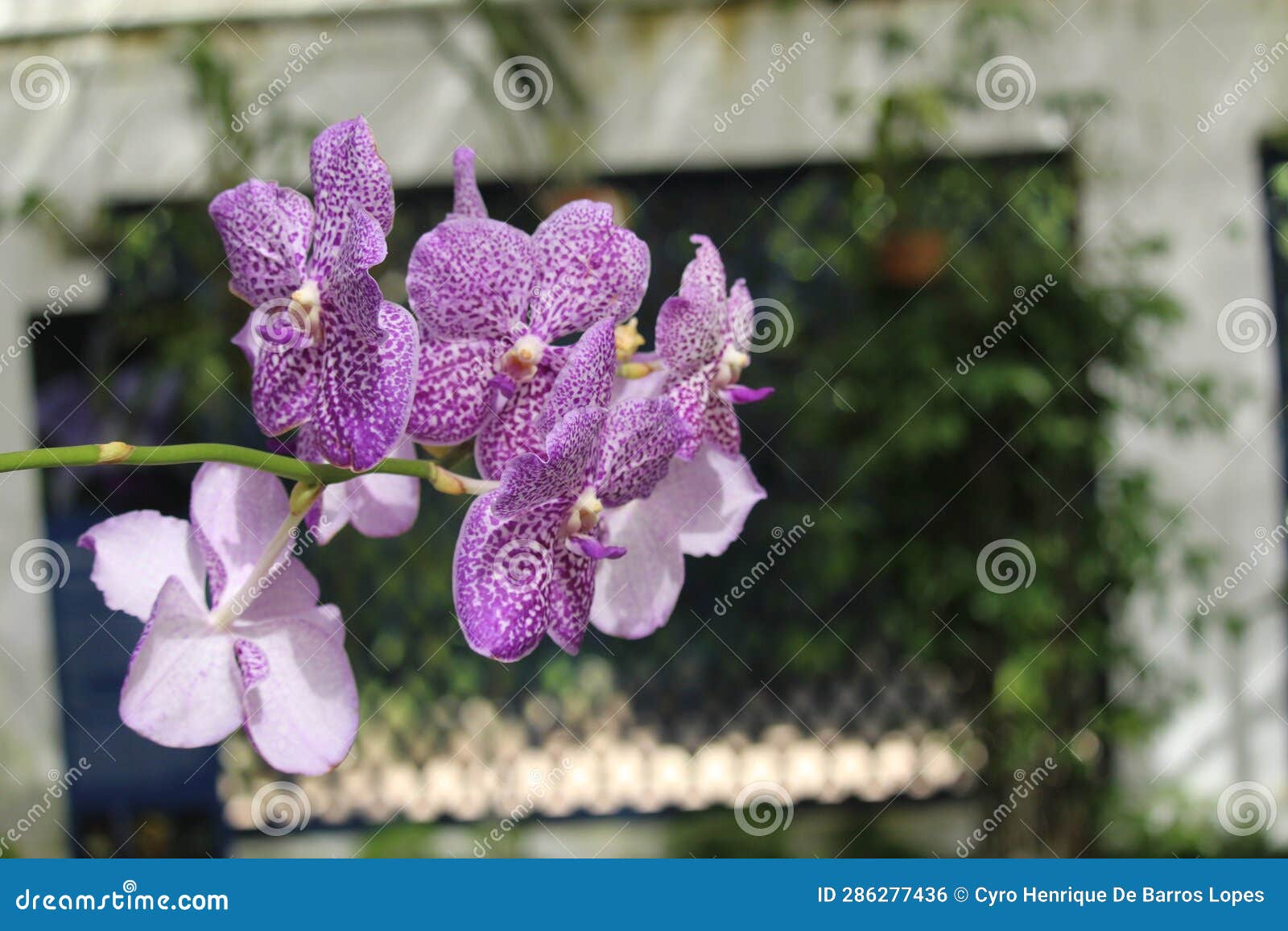 vanda coerulescens background photo, asian species, sky-blue vanda orchid, introduced ornamental species