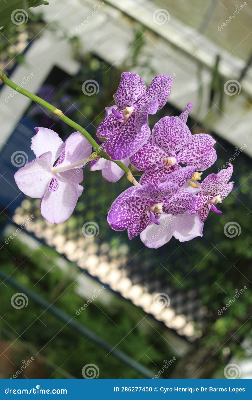 vanda coerulescens details photo, asian species, sky-blue vanda orchid, introduced ornamental species
