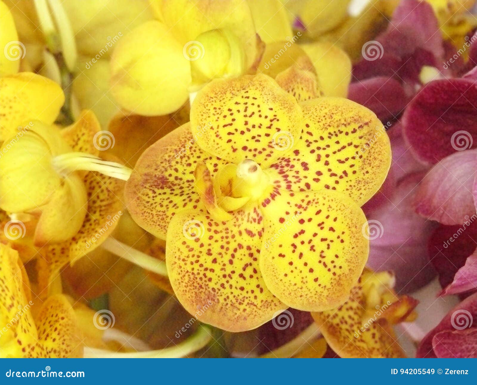 Vanda jaune image stock. Image du jardin, botanique, bouquet - 94205549