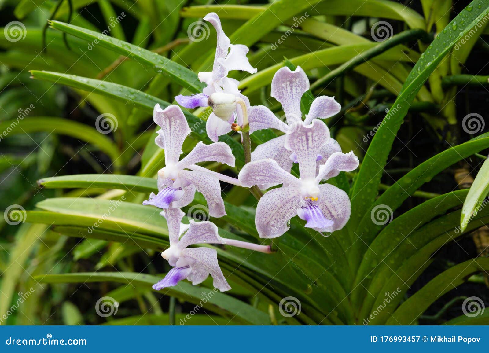 singapore botanic gardens flowers