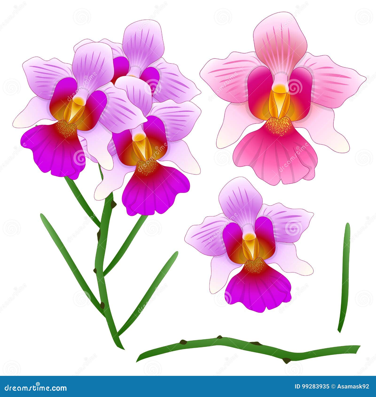 Vanda Miss Joaquim Orchid Outline Border. Singapore National Flower ...