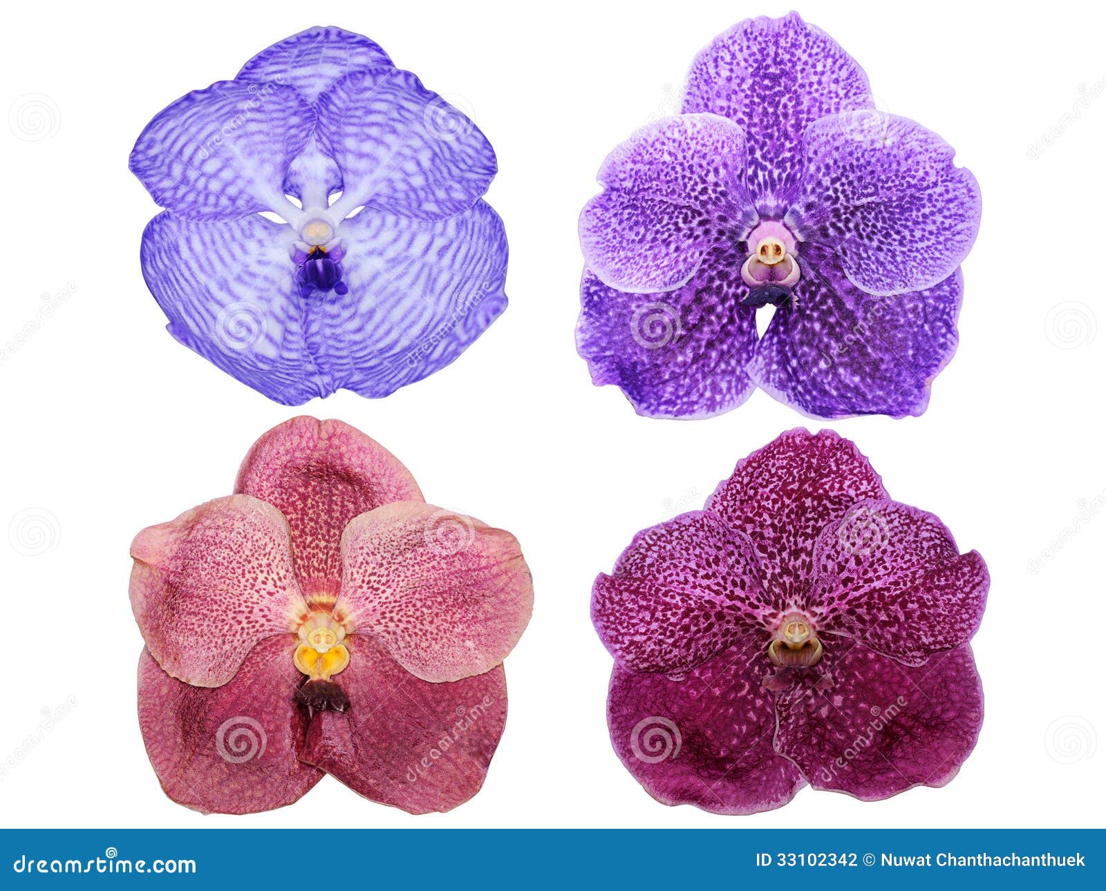 Vanda Orchid Flowers Isolated Stock Photo - Image of scented, tropical:  33102342