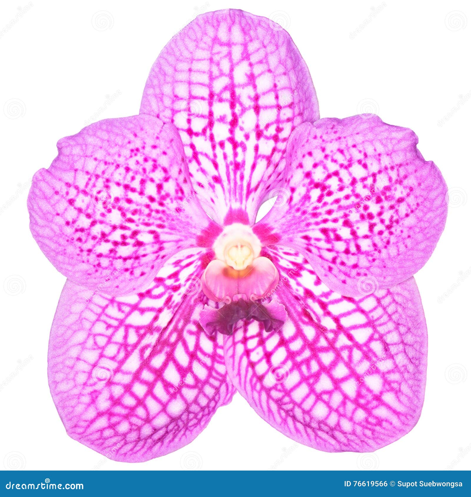 vanda orchid 