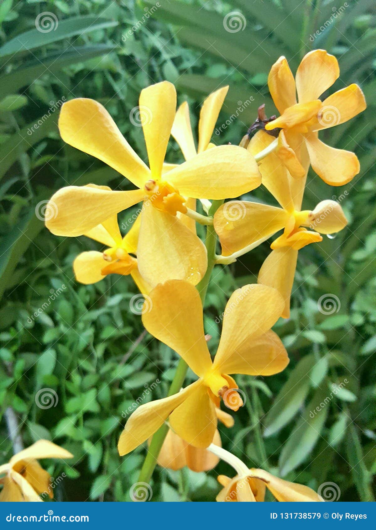 Vanda Orchids jaune image stock. Image du jour, vert - 131738579