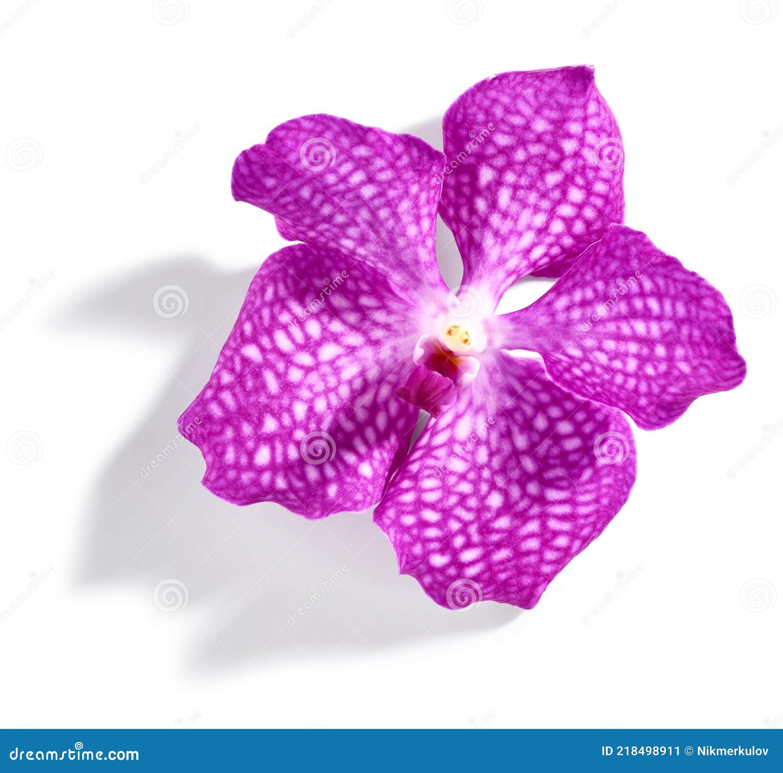 Vanda rose orchidée fleur image stock. Image du cadeau - 218498911