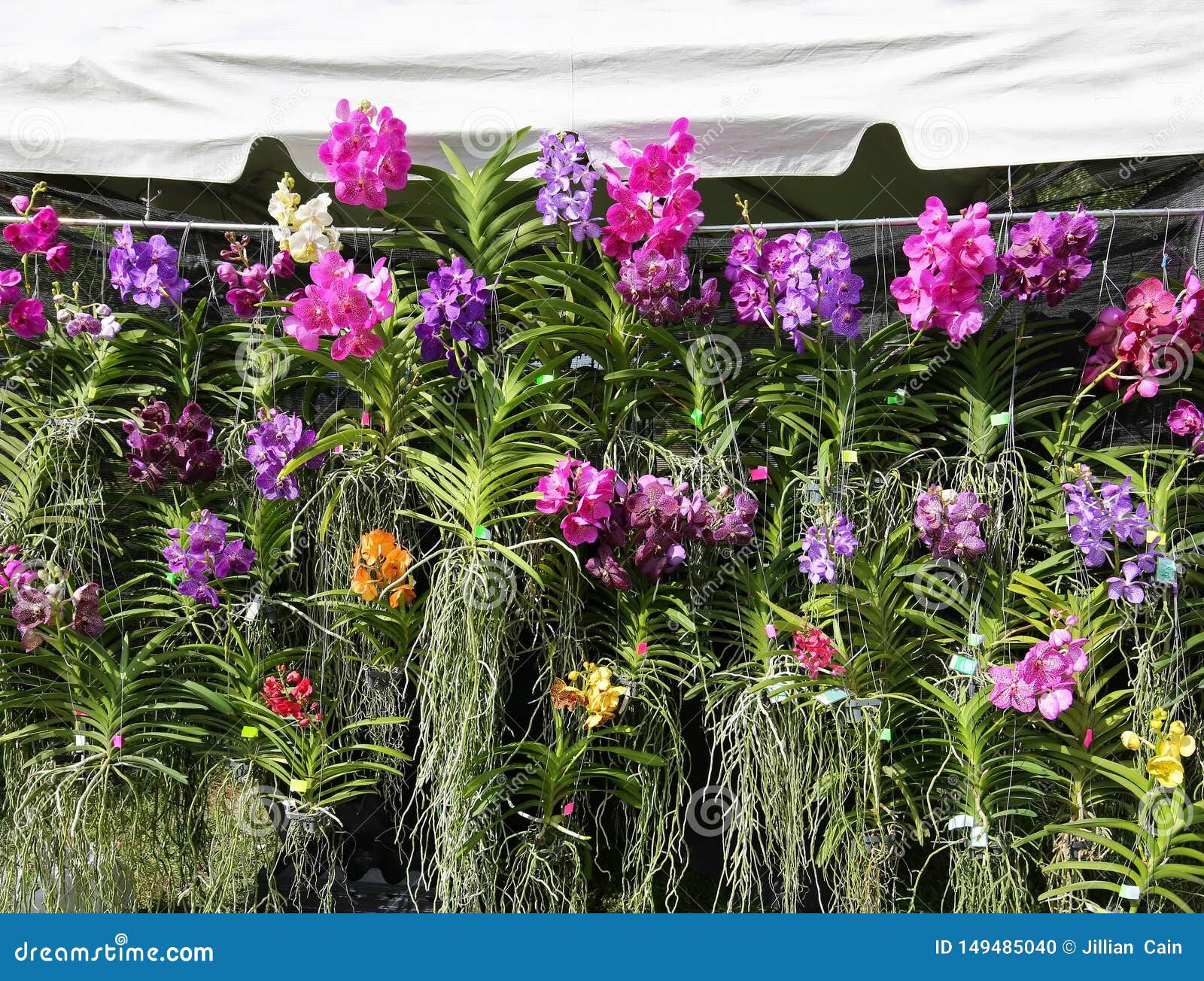Vandas orchids for sale stock photo. Image of green 149485040