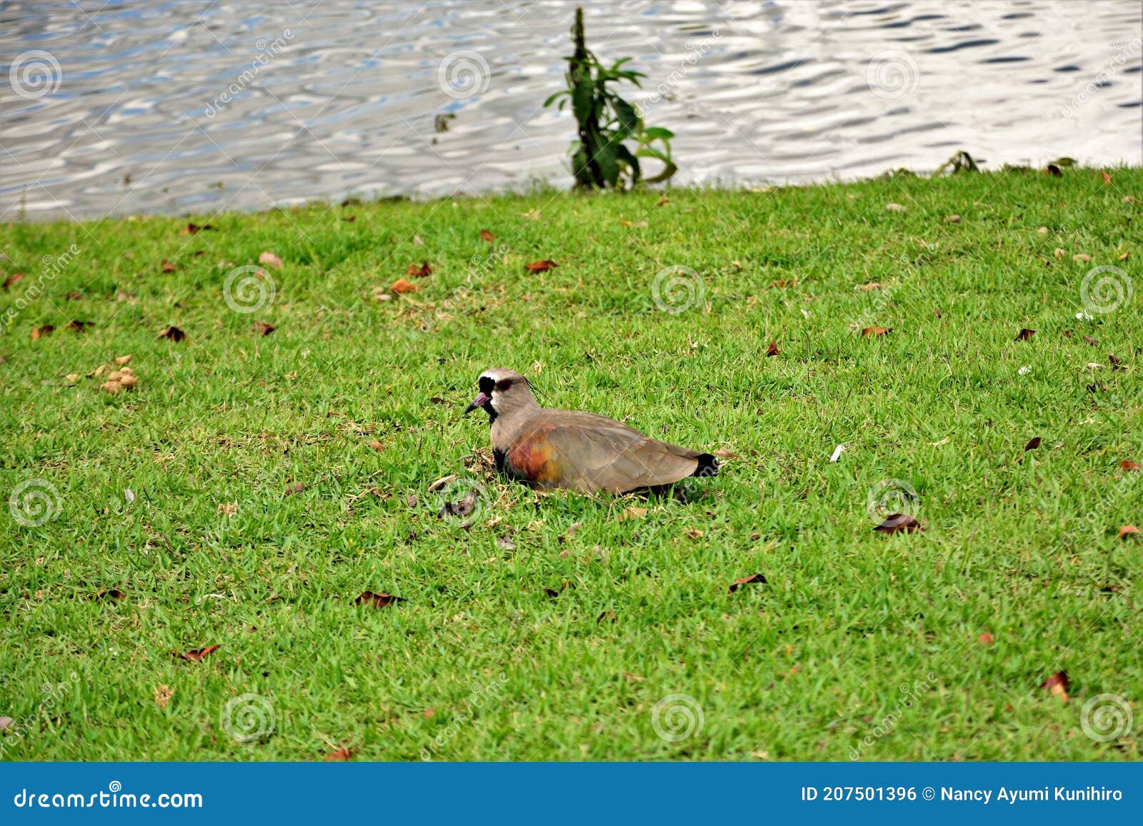 a vanellus chilensis warming its eggs in the nest in the grass