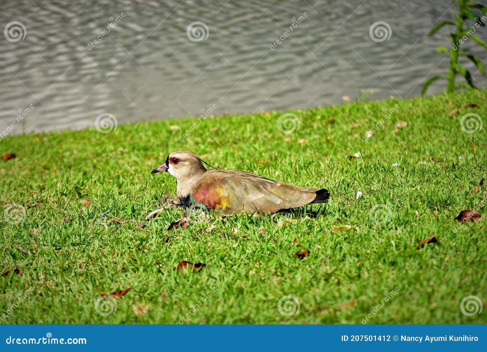 vanellus chilensis hatching its eggs in its nest in the grass