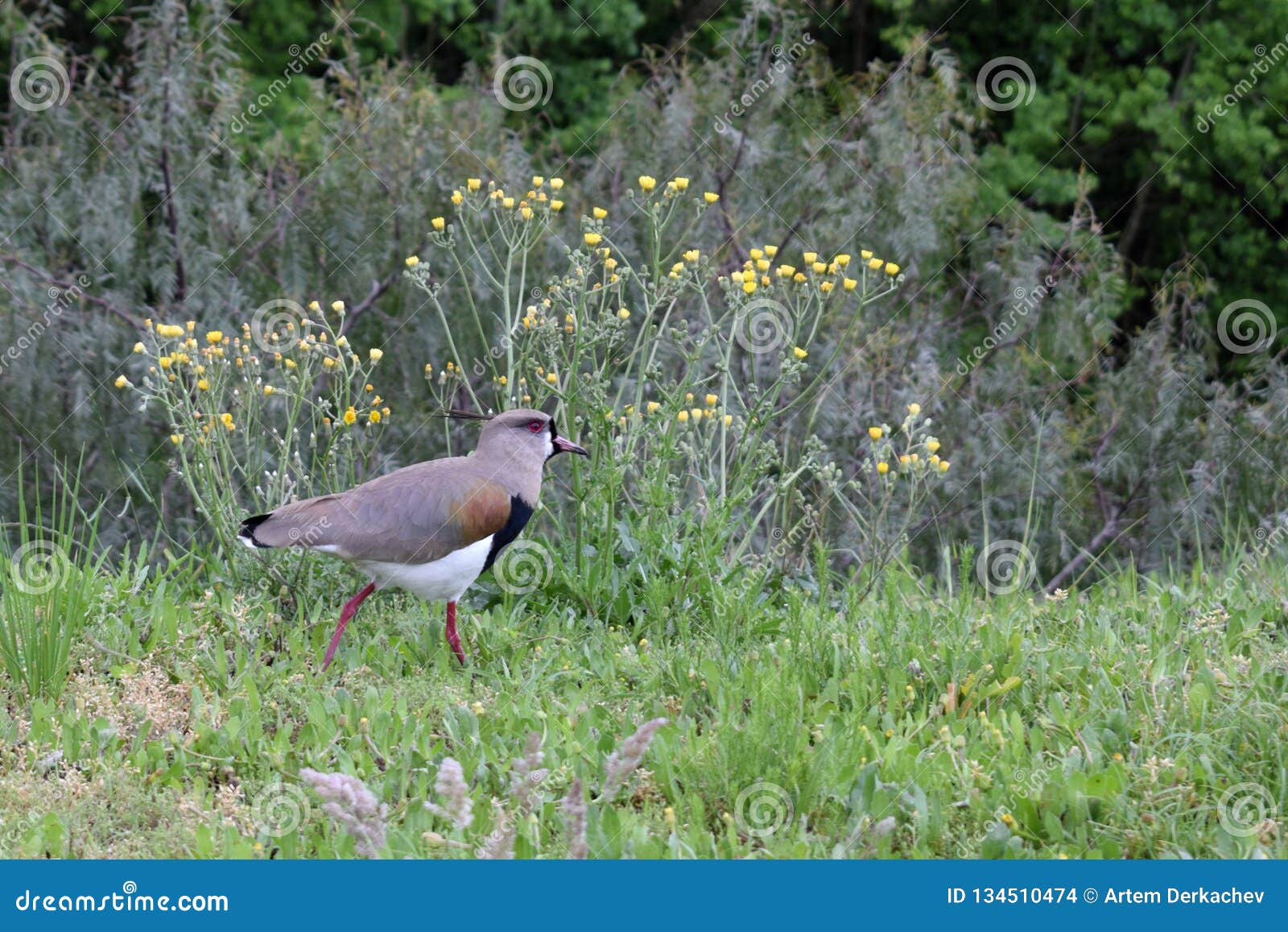 vanellus chilensis, a tero vanellus chilensis lampronotus. the bird easily recognizable by its cry and its slender and grayish