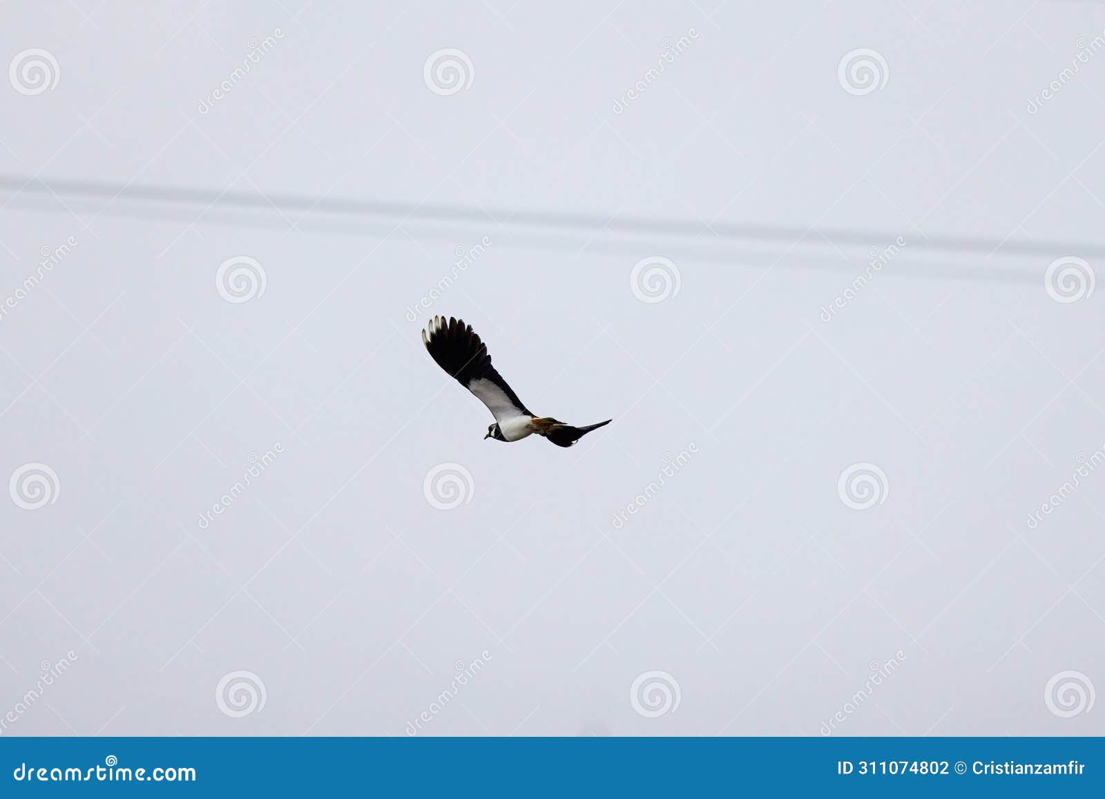 vanellus vanellus in flight